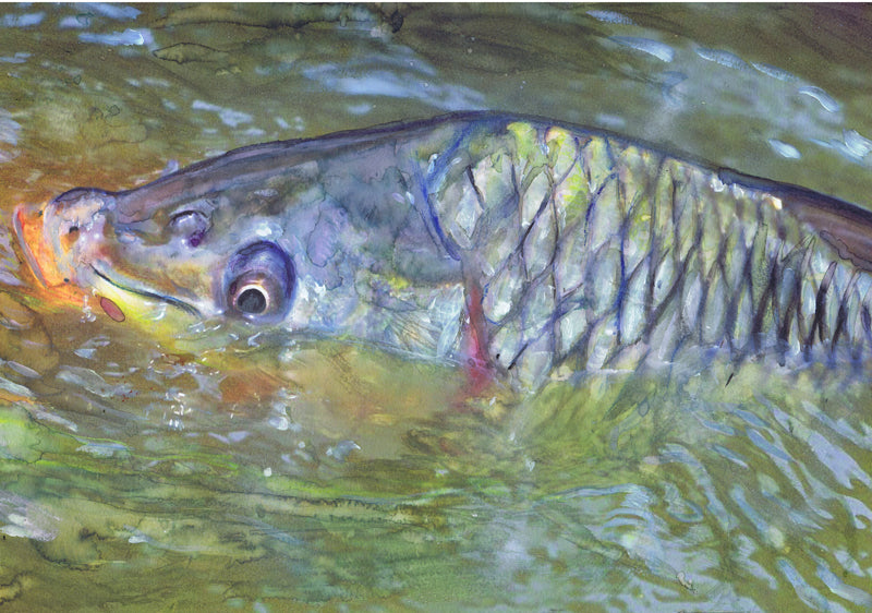 OscarJetson's tweet photo. Rise of the Commons – Hand-Signed Common Carp Watercolor Art Print by Jack Tarpon https://t.co/TFAW9bfa0U #painting #OscarJetson #art #GiftForAnglers https://t.co/8ogap8TIEZ