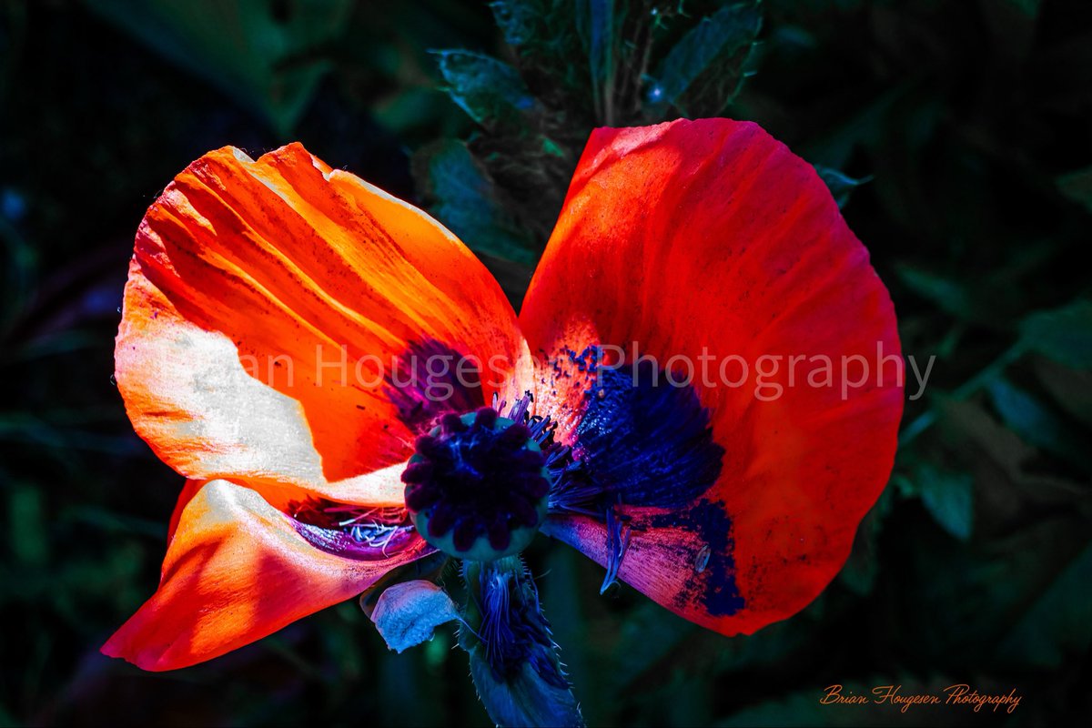 briHouges's tweet image. Summer blooms