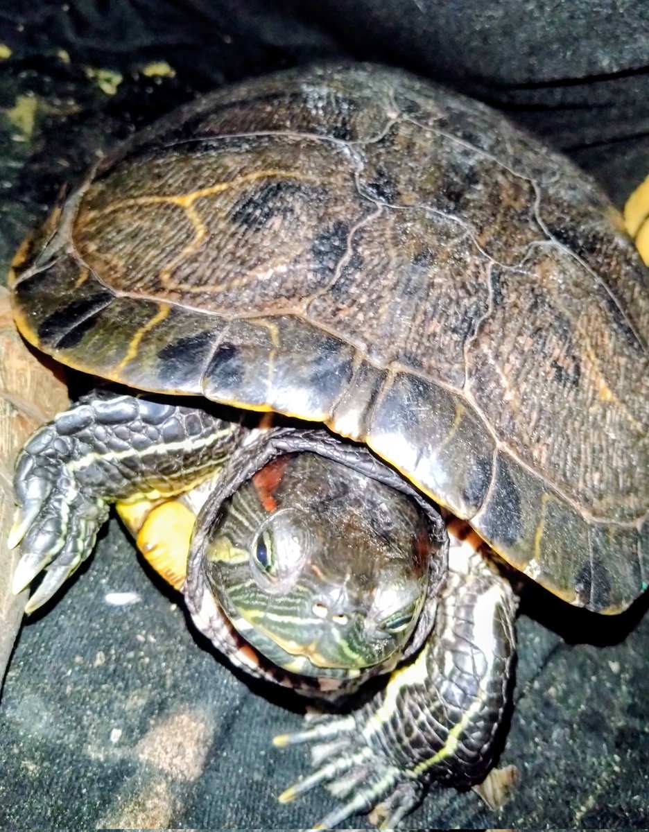 かめきち (@testudo216) / Posts / X