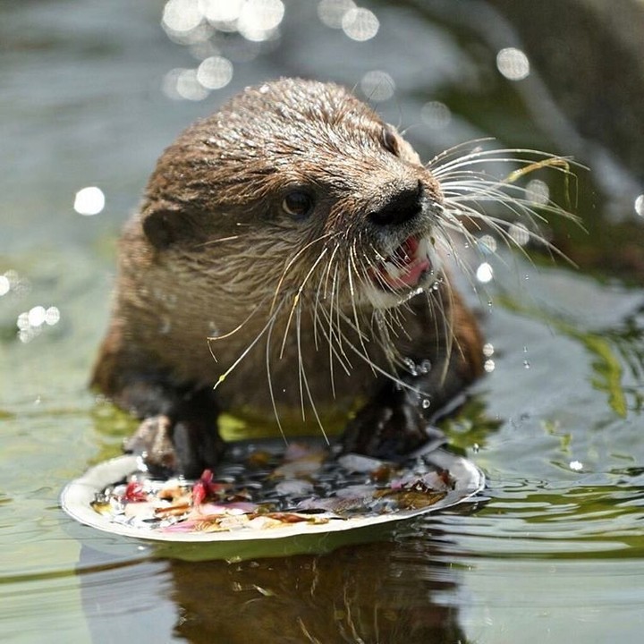 It's breakfast time and Steve is not happy.