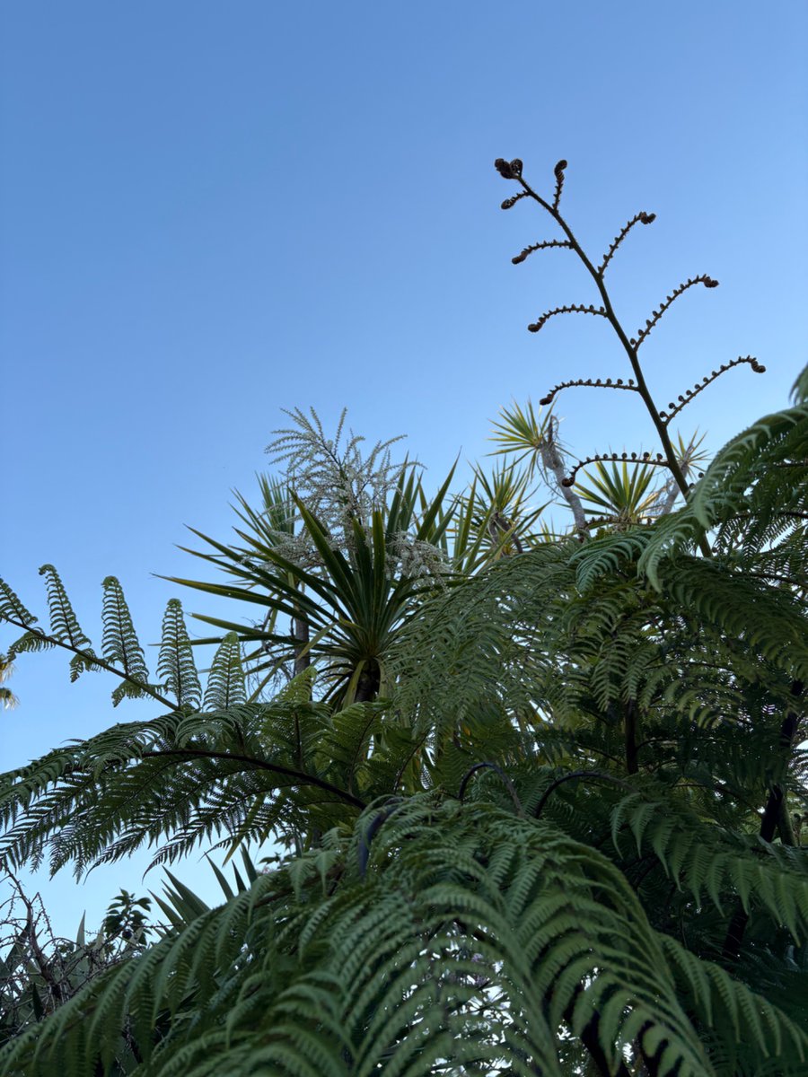 Look up. 

Te kouka is flowering and it smells heavenly.