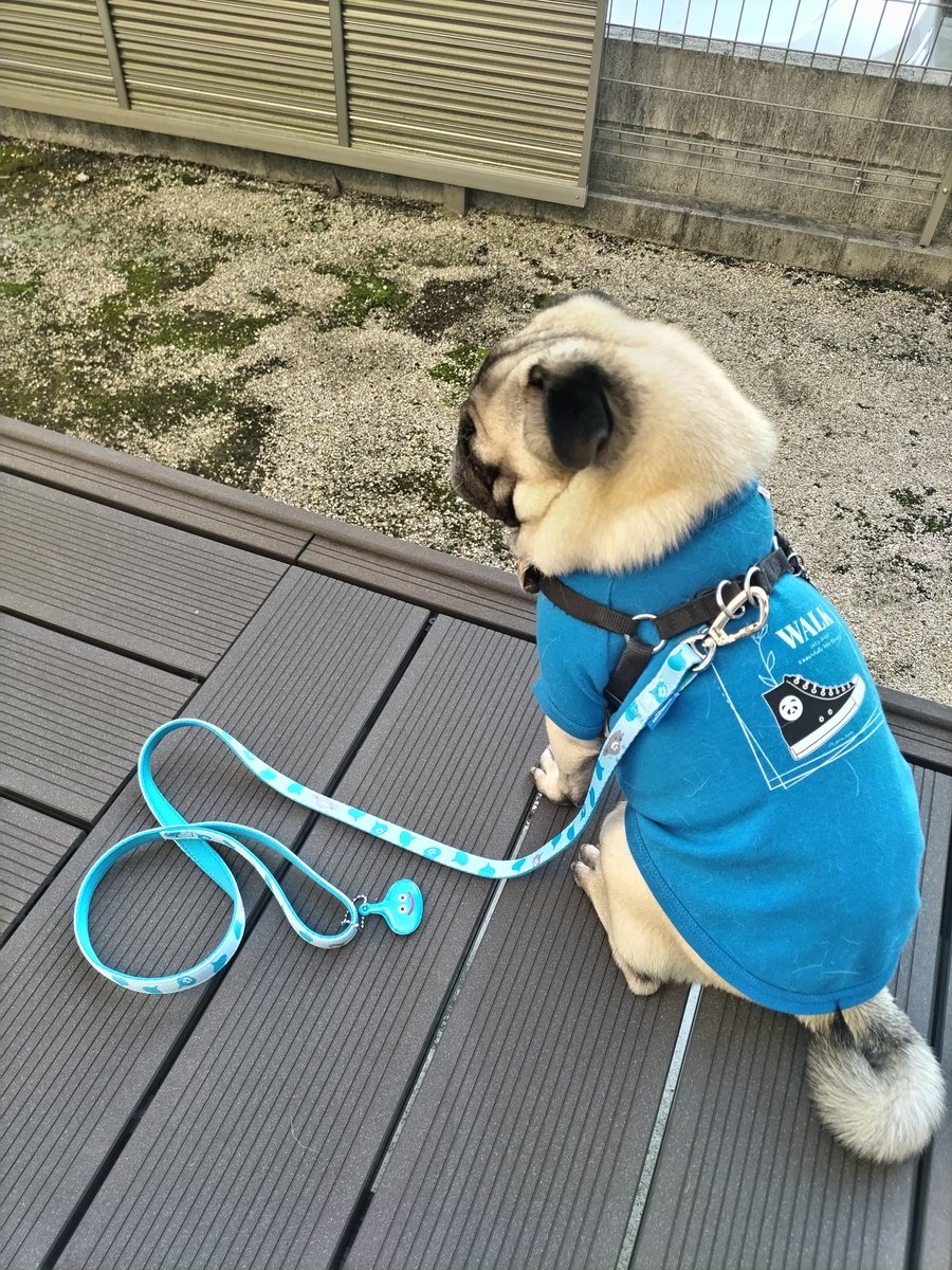 もがみ家Tシャツ着て、さっき買ったスライムのリードもつけました。
散歩の準備は万端です😄
#もがみ家チャンネル