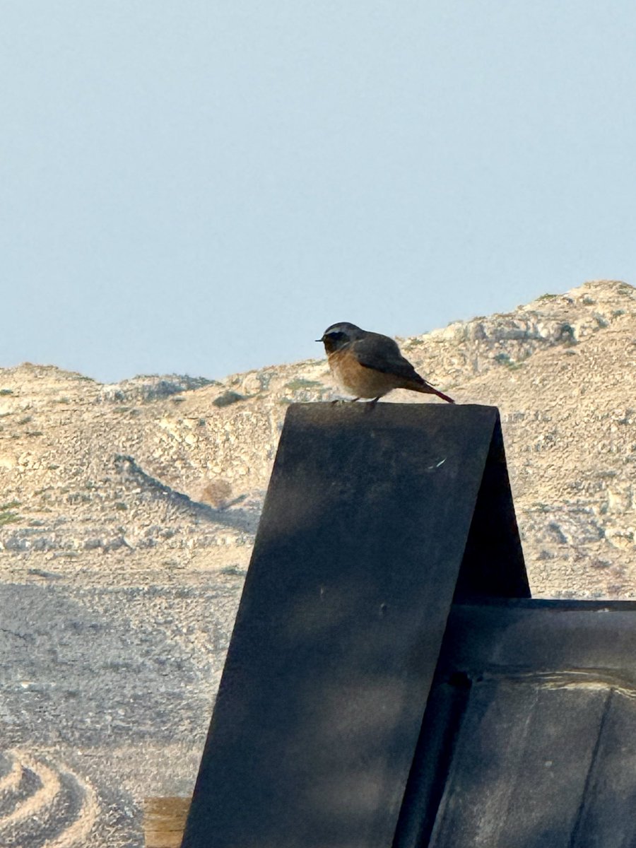 Joe Kareh tweet media