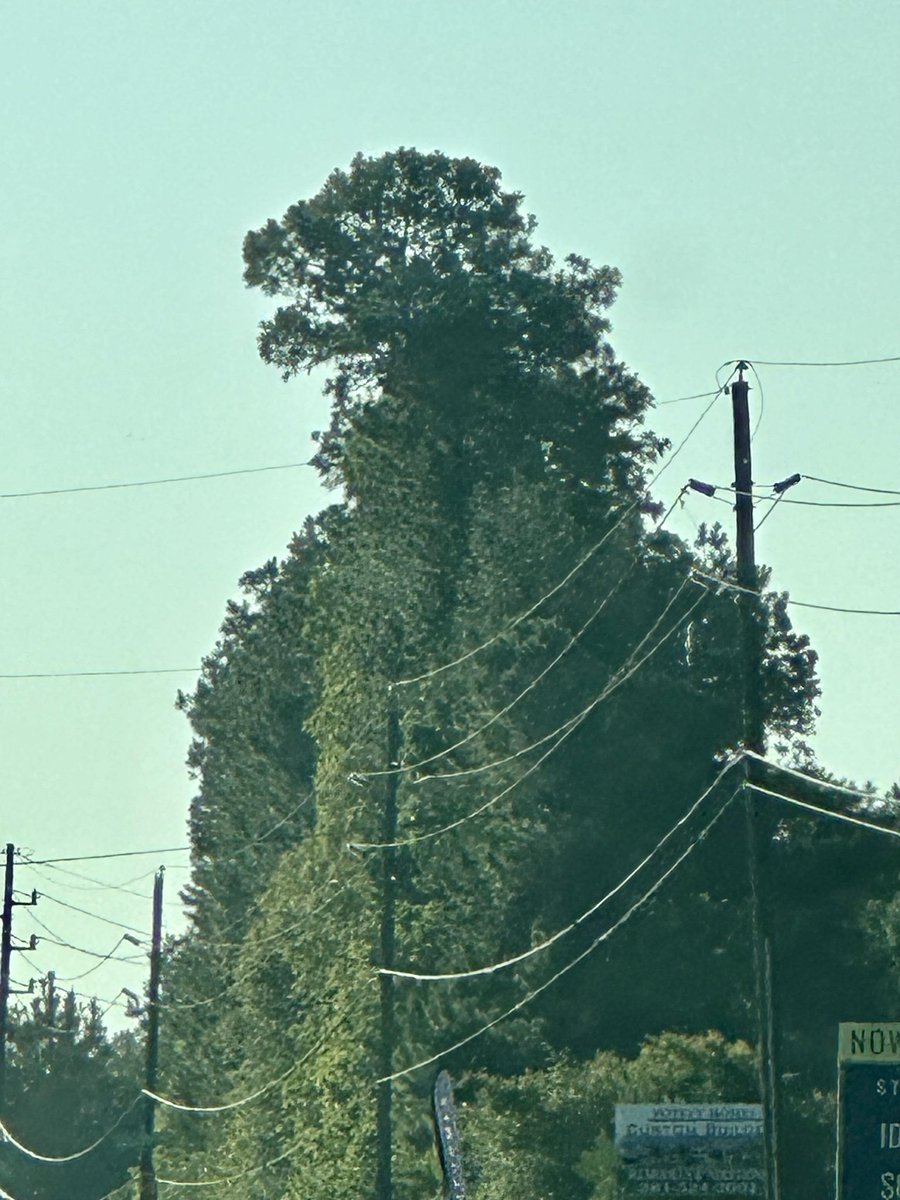 If the treeline resembles a fierce Minotaur... you're a woman.  

If you see a naked woman with massive... Eyes... you're a straight man (or a lesbian).  

This optical illusion is your secret weapon for unmasking gender pretenders and catfishers online.

 What you see doesn't