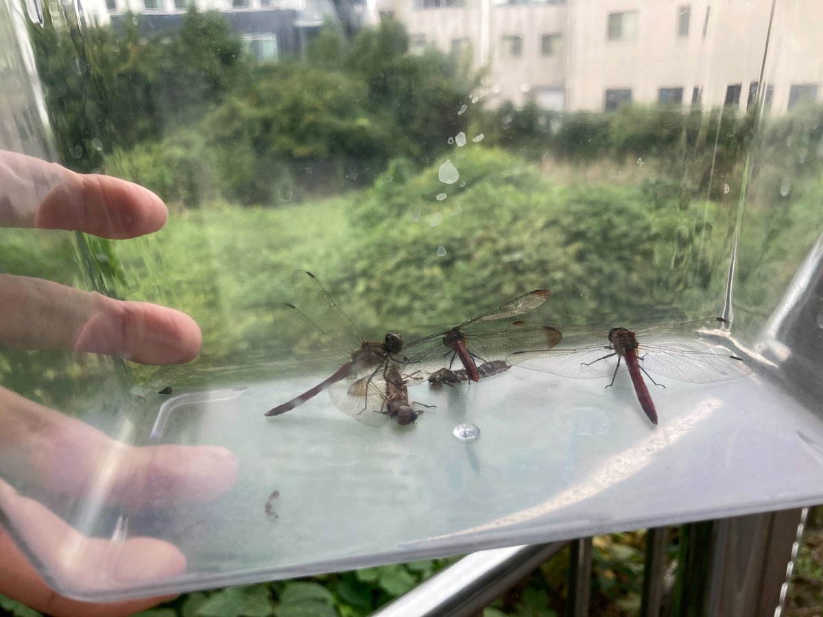 NU_GS_Science's tweet image. ー大学の日常ー

#アキアカネ #リスアカネ

すこし前の、#秋 を感じさせる写真。
研究用の #トンボ さがし。

そういわれれば最近、#トンボ をあまり見かけなくなりました。
気づけば #冬 が近づいています。

#名大 #理学
Photo by Team Kamikouchi