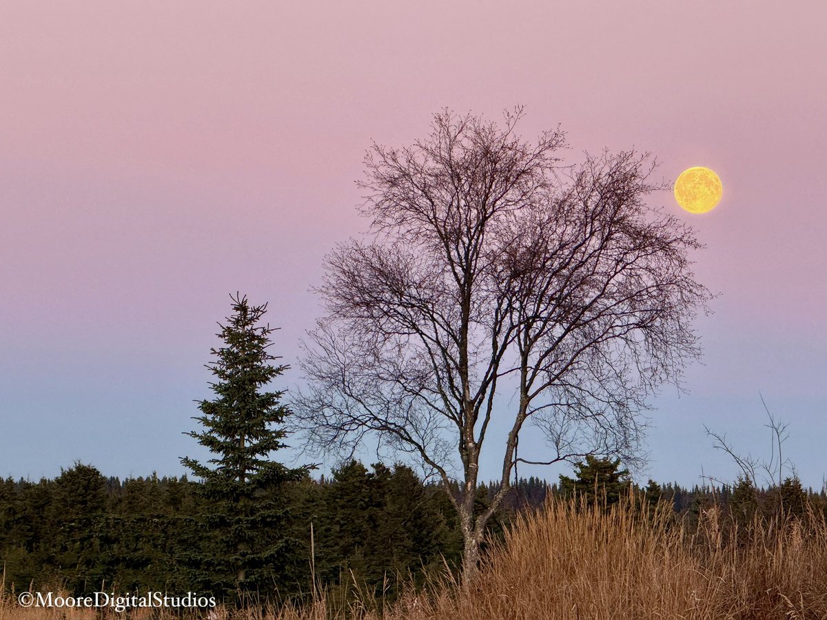lonzom10's tweet photo. A few photos of last night’s supermoon from Kasilof Beach. 📸
#Moon #Views #Alaska #AlpineGlow #SuperMoon https://t.co/J4m8UyilZQ