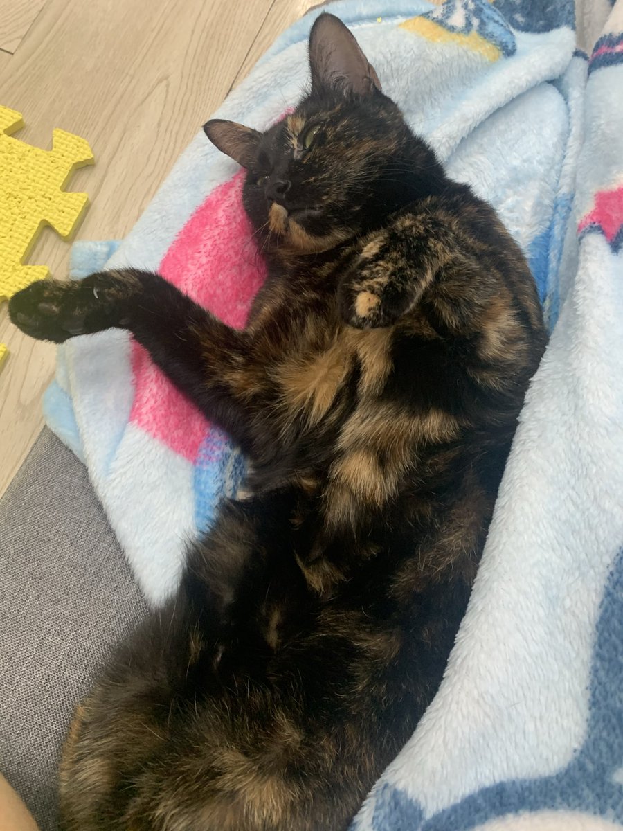 waidick's tweet image. Cat post again!! Rainy day, cat sleep everyday.
#cat
#Tortoiseshellcat
#catlife