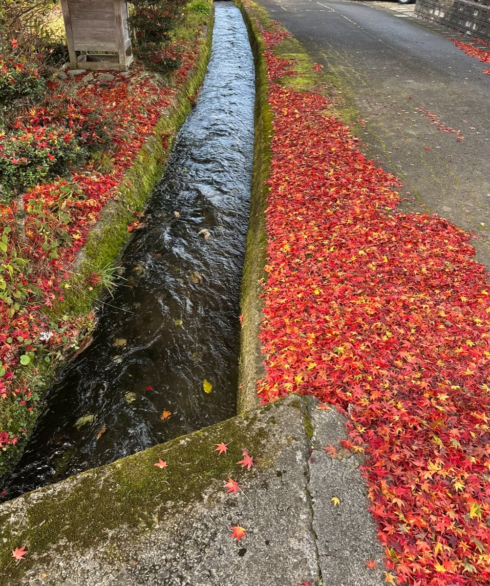 nishikiorihiro's tweet photo. 秋田・鵜養へ。
新政の畑を訪ねる道すがら、
風に舞う紅葉と、静かな水の音。
季節がゆっくりと、ひとつの詩になる。🍁

#新政 #秋田 #鵜養 #紅葉 #日本酒 #FrenchMonstar #美飲倶楽部 #Aramasa #秋の旅 https://t.co/TLKxHwysQz