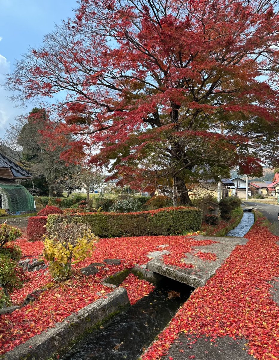 nishikiorihiro's tweet photo. 秋田・鵜養へ。
新政の畑を訪ねる道すがら、
風に舞う紅葉と、静かな水の音。
季節がゆっくりと、ひとつの詩になる。🍁

#新政 #秋田 #鵜養 #紅葉 #日本酒 #FrenchMonstar #美飲倶楽部 #Aramasa #秋の旅 https://t.co/TLKxHwysQz