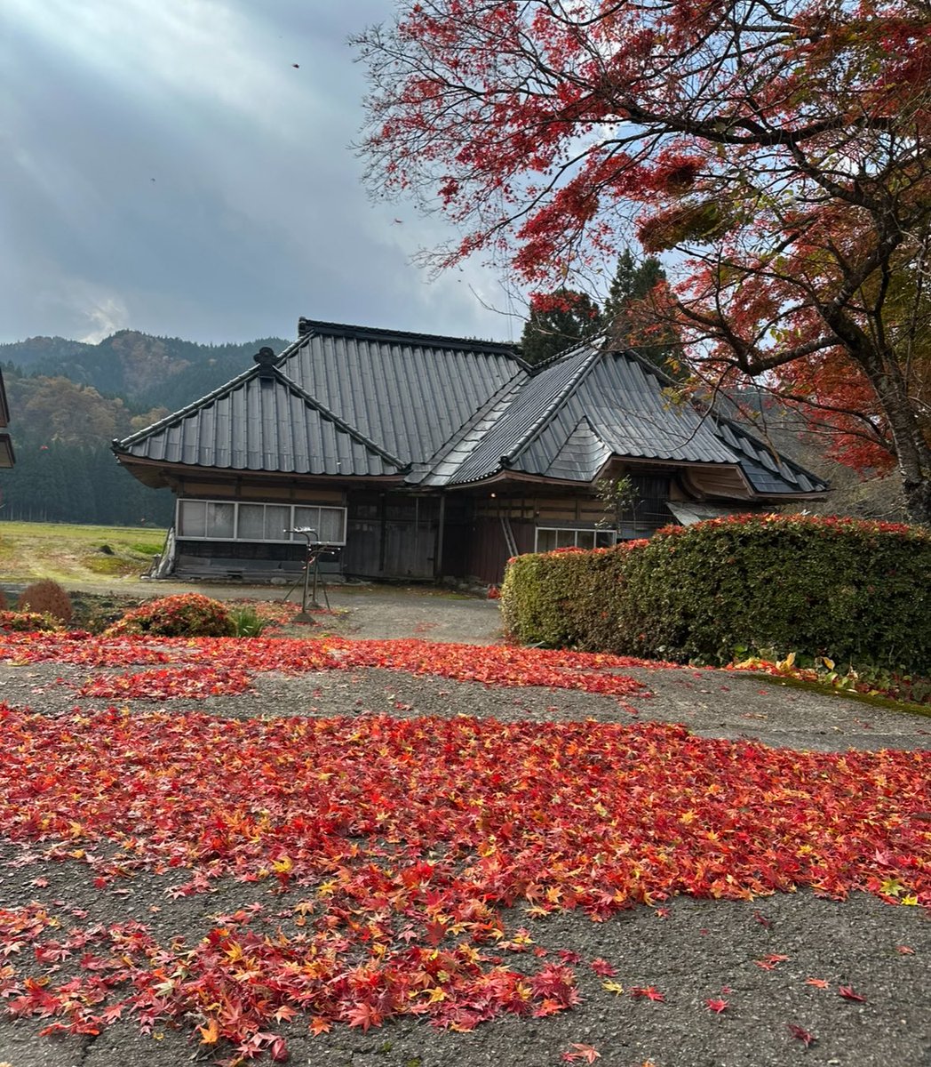 nishikiorihiro's tweet photo. 秋田・鵜養へ。
新政の畑を訪ねる道すがら、
風に舞う紅葉と、静かな水の音。
季節がゆっくりと、ひとつの詩になる。🍁

#新政 #秋田 #鵜養 #紅葉 #日本酒 #FrenchMonstar #美飲倶楽部 #Aramasa #秋の旅 https://t.co/TLKxHwysQz