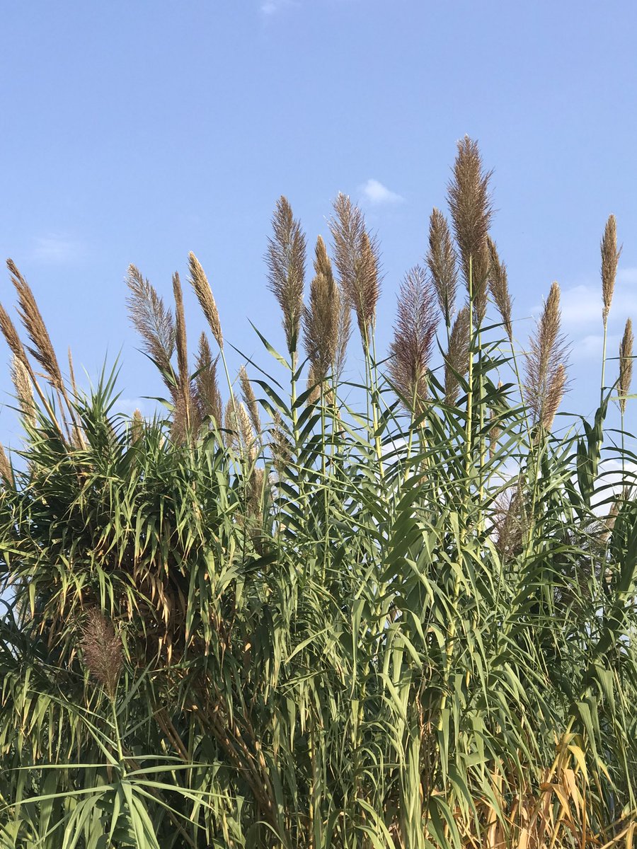 Günaydın 🌿🌿🍀🍀🍀