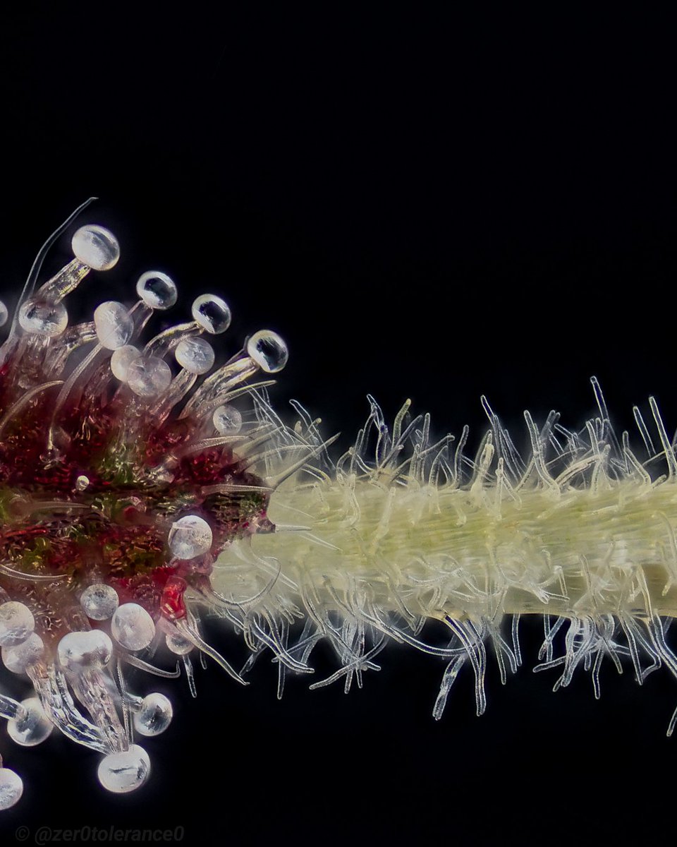 Zer0 Tolerance tweet media