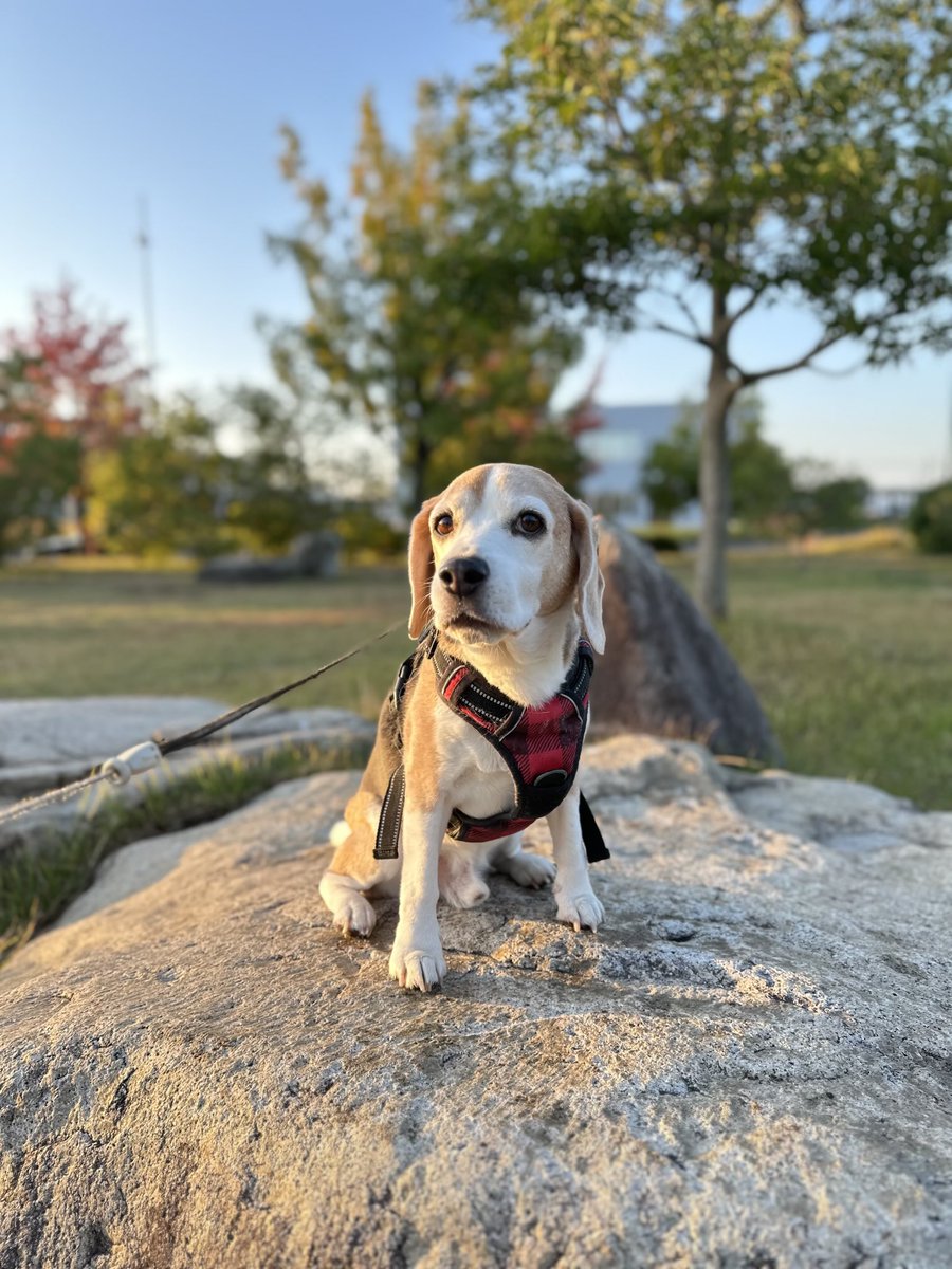 おすわり🐶🐾🐾🎶
#ビーグル
#ビーグル小太郎
#beagle