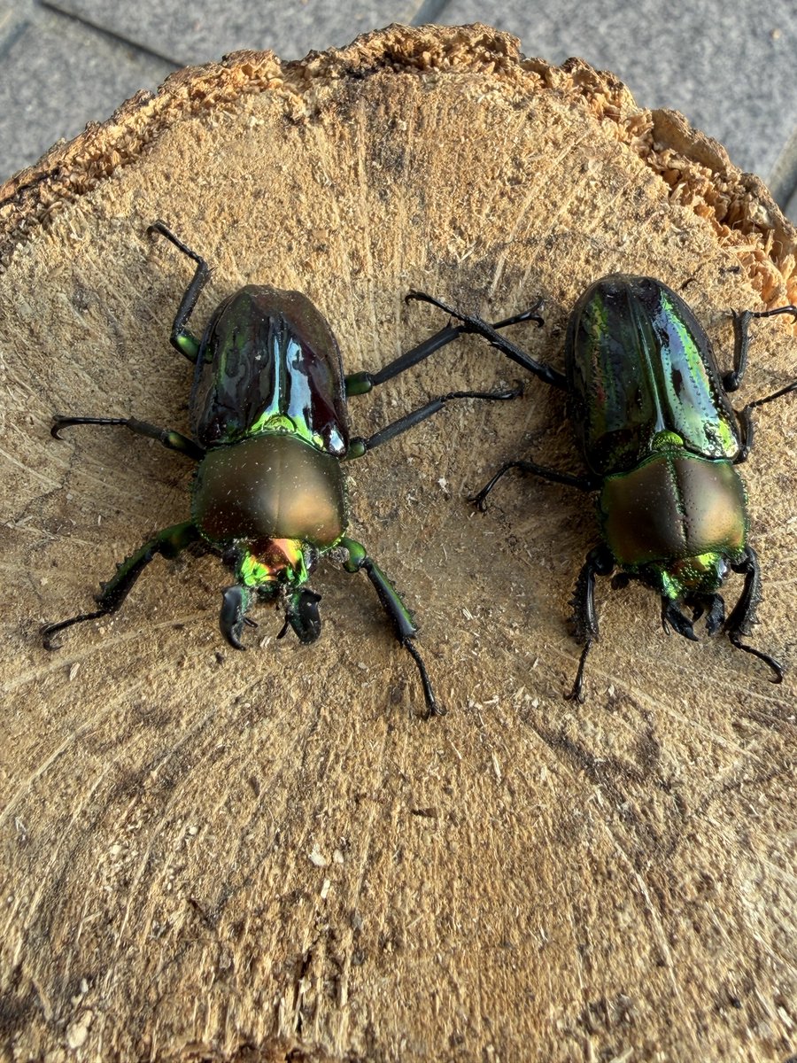 カブ太郎クワ次郎 (@1978insectkbkw) / Posts / X