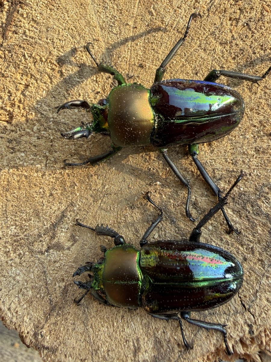 カブ太郎クワ次郎 (@1978insectkbkw) / Posts / X