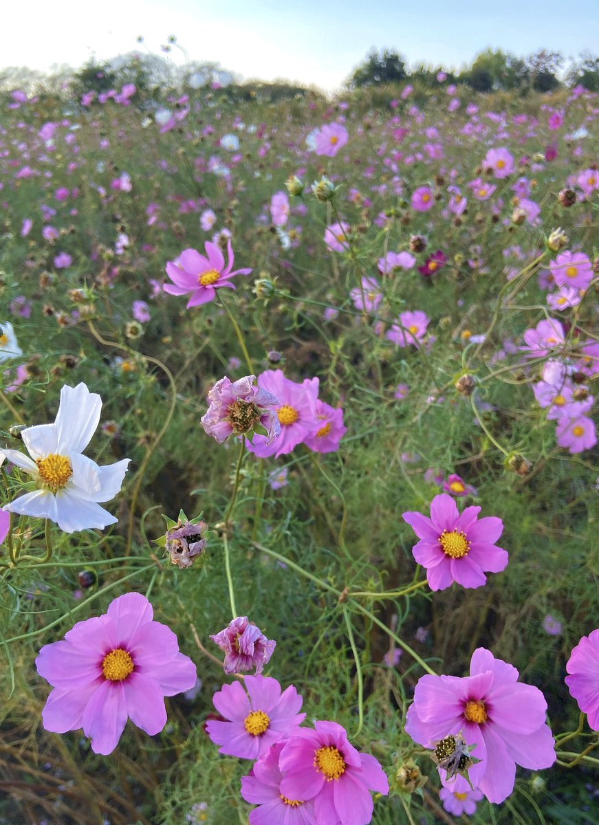 今日はヘンナコとお散歩です🌸💜
Taking a walk with this cutie I got from Mitsubachi-san 😆

#ヘンナコ
<a href="/mitsubachi_z/">櫁蜂</a>