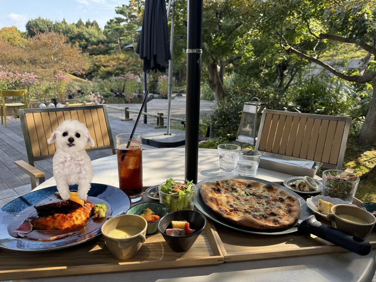mxoxyr's tweet photo. しろい妖精さん🧚‍♂️とランチ✨✨✨ https://t.co/SDhyzuhqTB