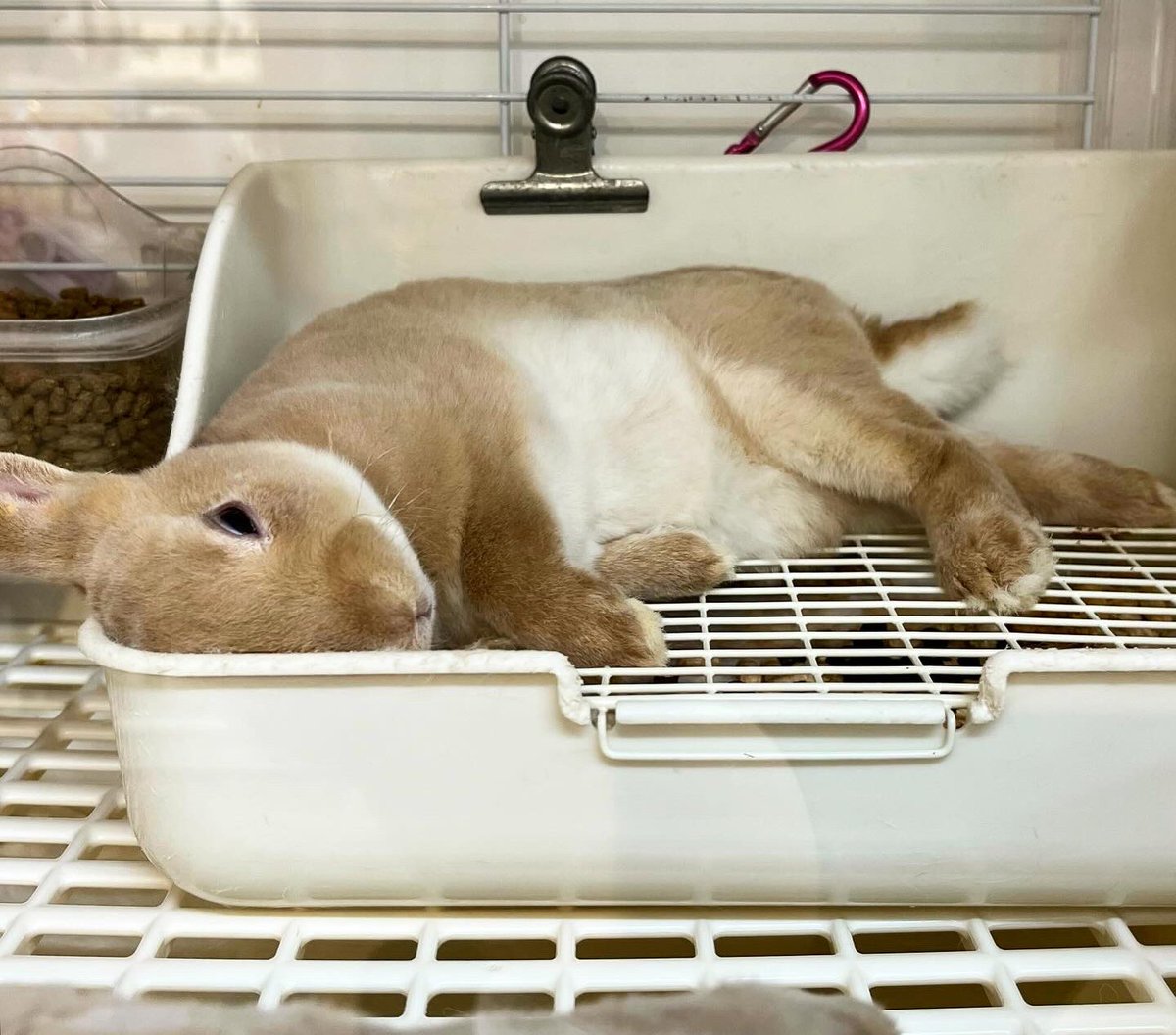 ミニレッキス ミニレッキス