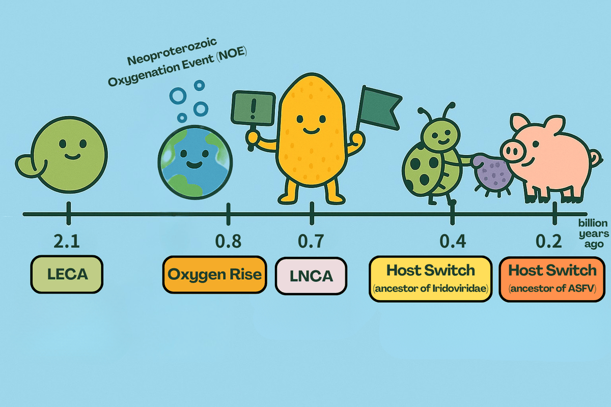 IPMBSinica's tweet photo. The ancient root of ASFV, mpox virus and algal viruses — giant virus ancestor dates back 700 million years!
Dr. Chuan Ku @chuanku_ used a host-calibrated dating method to trace giant viruses from amoebal hosts to animals and other diverse eukaryotes.

https://t.co/4aL1ymcnfG https://t.co/StY04n2G7G