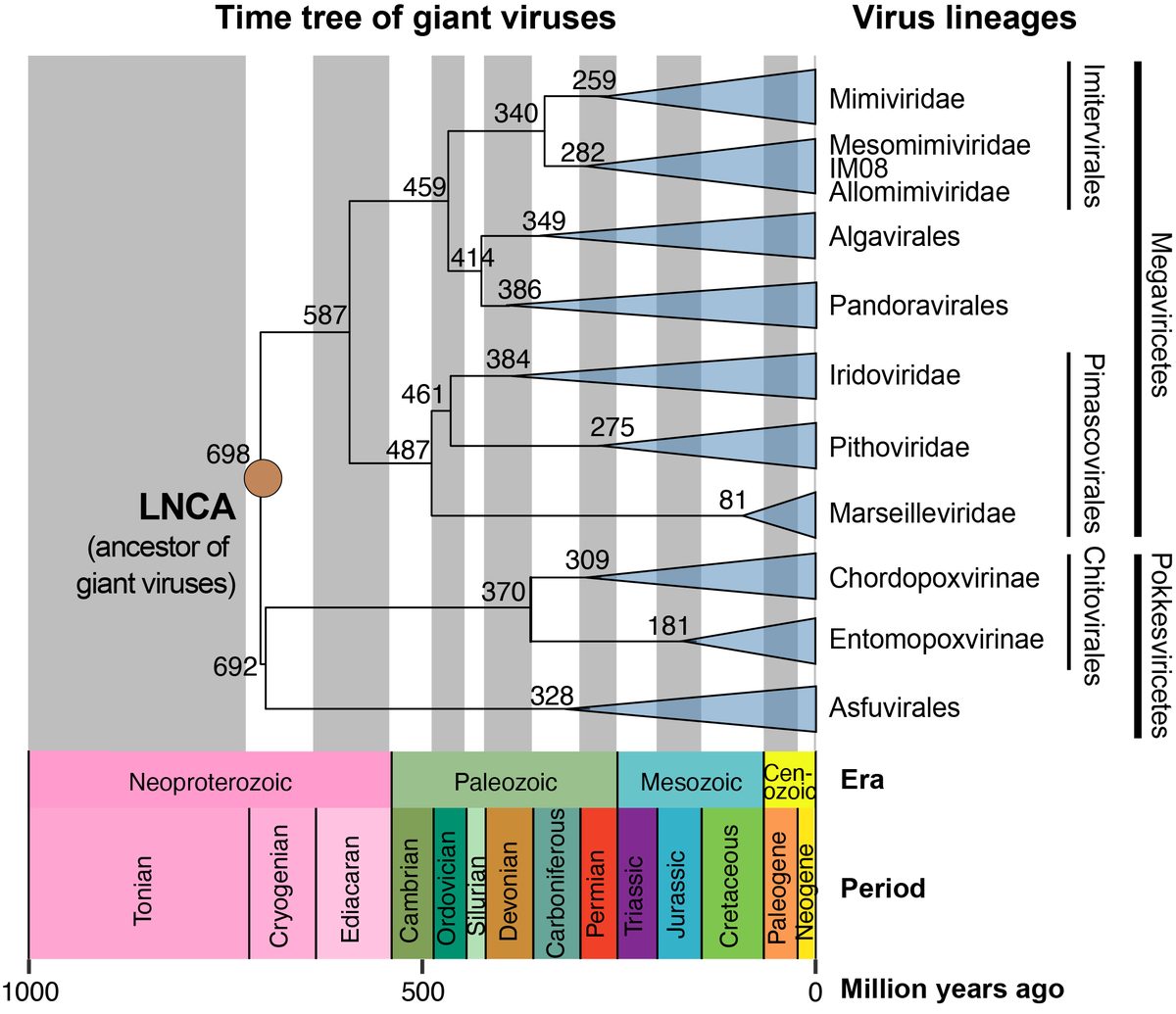 IPMBSinica's tweet photo. The ancient root of ASFV, mpox virus and algal viruses — giant virus ancestor dates back 700 million years!
Dr. Chuan Ku @chuanku_ used a host-calibrated dating method to trace giant viruses from amoebal hosts to animals and other diverse eukaryotes.

https://t.co/4aL1ymcnfG https://t.co/StY04n2G7G