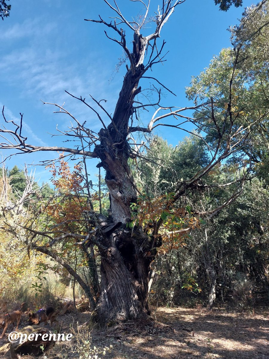 Tal como está el panorama, dan ganas de entrar en el bosque y no salir
#BuenosDías #7Nov