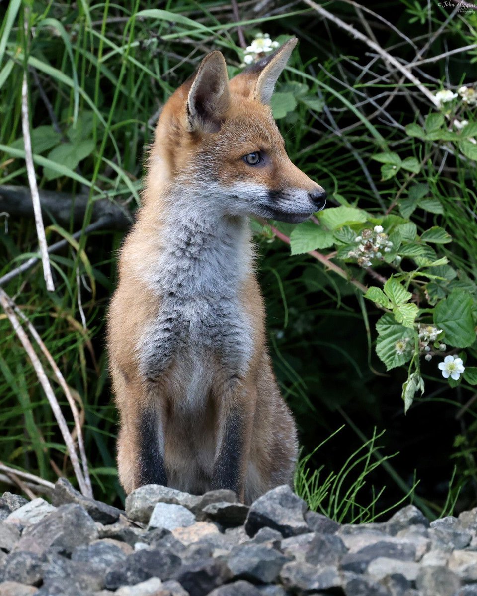ChrisGPackham's tweet image. A young #FoxOfTheDay today , shared by @johnhiggins777.bsky.social , thank you John !