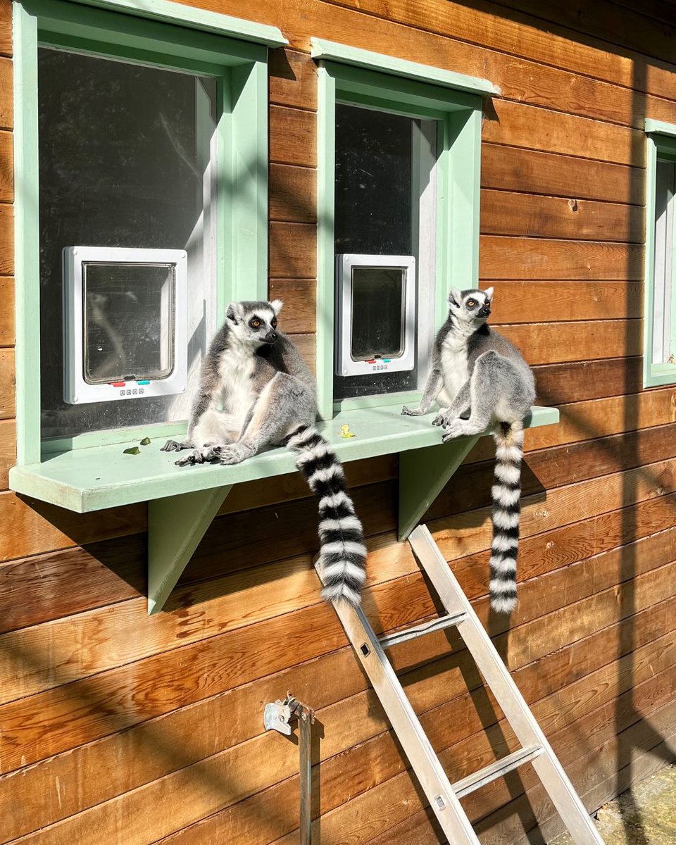 Golders Hill Park Zoo tweet media