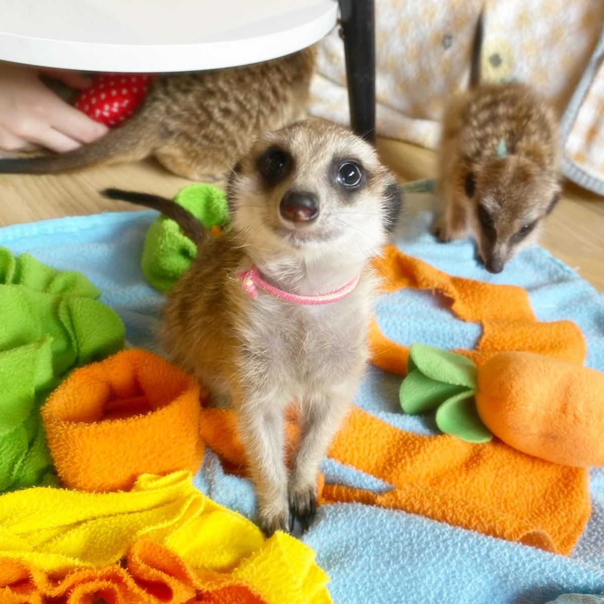 googoo_cafe's tweet image. 「ねぇねぇ、あそぼ？🐾」
そんな声が聞こえてきそうなココアちゃん✨

今日も元気いっぱい、好奇心もいっぱい🌿

皆さまのご来店をお待ちしております🤍🌷

&quot;Hey, wanna play? 🐾&quot;
It feels like Coco is really saying that! ✨

Full of energy and curiosity as always 🌿

We’re looking forward…