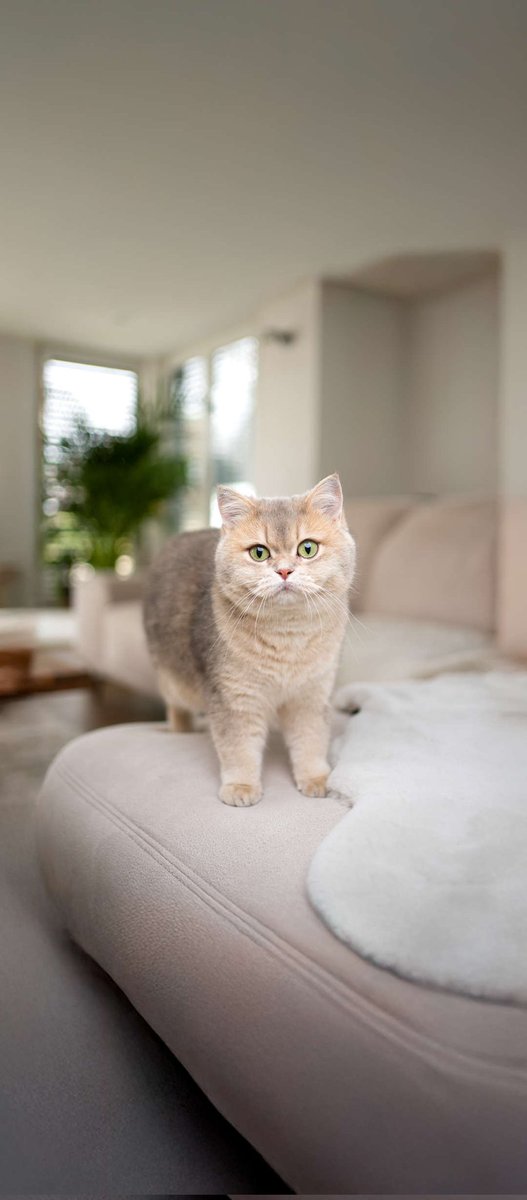 Tajiweb3's tweet image. Gm CT