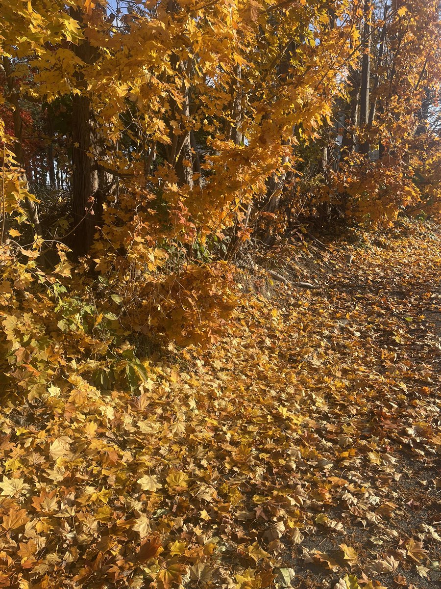 NORTHFARMSTOCK's tweet photo. 出勤前の早朝🌞🍁
すっかり周りも紅葉してます🍂 https://t.co/531YdiQOTn