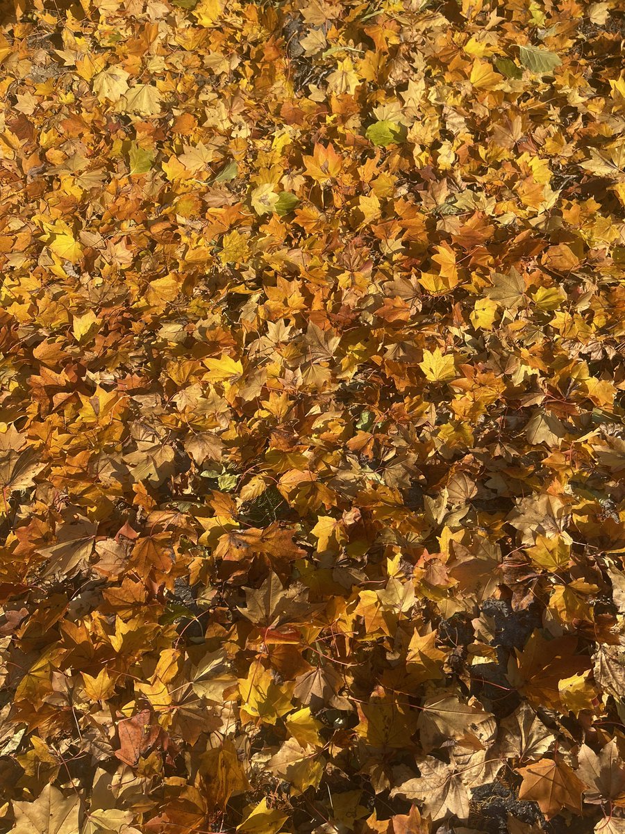 NORTHFARMSTOCK's tweet photo. 出勤前の早朝🌞🍁
すっかり周りも紅葉してます🍂 https://t.co/531YdiQOTn