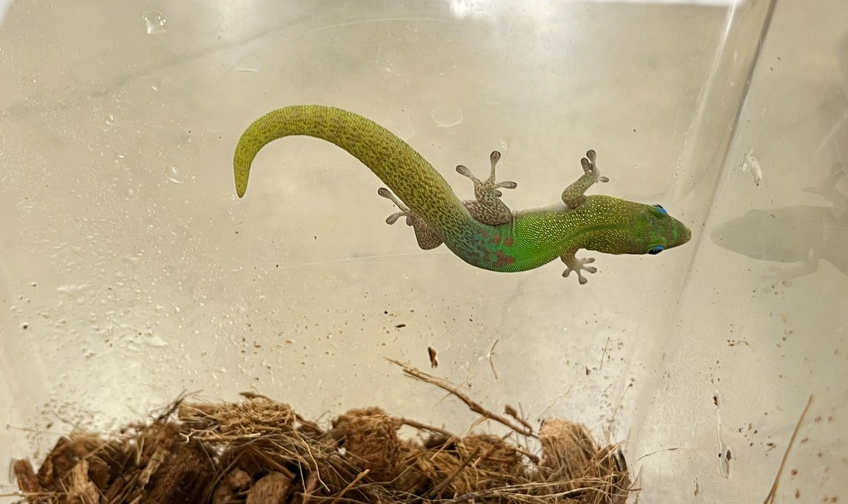 ヒルヤモリ ゆう様 ヒルヤモリ