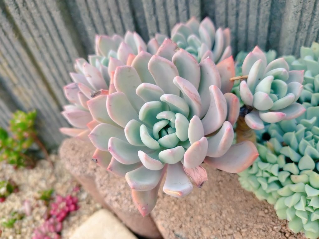 瑠璃＠多肉5年生 on X