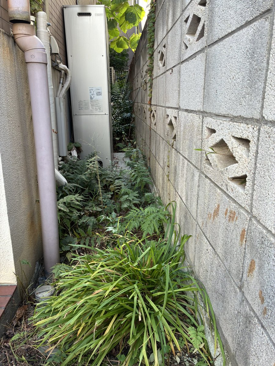 eternally_days's tweet photo. 涼しくなってきて蚊もいなくなったので草むしり🌱🌿
いや…草ではない。
むしりでもない。
鎌で刈りまくった（笑） https://t.co/mILQbFktGL