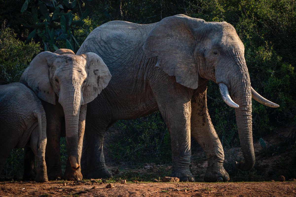 Recent photos of Tswale at Bellevue Forest Reserve. Since his July release, he’s adapted well, often seen leading and protecting the herd, thriving after decades in captivity. Full story: wewildafrica.com/successful-tra…
#wewildafrica #rewilding <a href="/emsfoundationsa/">EMS Foundation</a> <a href="/Mtpatourism/">Mpumalanga Tourism</a>