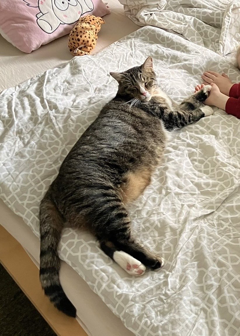 Endlich hat Herbert sein Glück gefunden!🙏❤️ Er hat ein schönes eigenes Zuhause, in dem er geliebt wird! 🥲 #happyendings #Tierschutz Wir sind so dankbar und wünschen ihm alles Gute!🍀