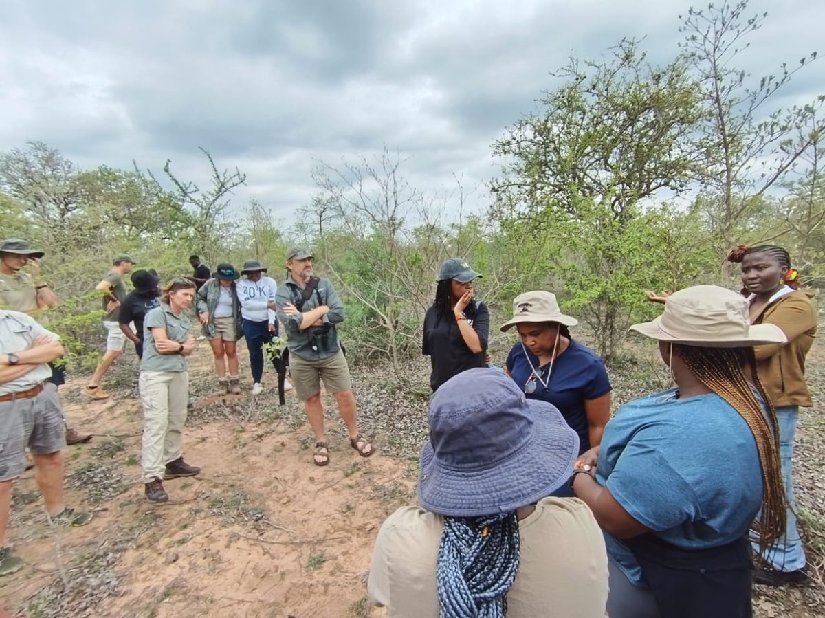 Saeonews's tweet photo. Science in action!🌱Teams from EFTEON, NRF-SAEON, @SANParks, @theNWU, @kruger2canyon, @ConservationSA_ &amp; @WitsUniversity attended a hands-on long-term vegetation monitoring workshop, 3–6 Nov at the Skukuza Science Leadership Initiative. #Biodiversity #Research https://t.co/CZH93KTixo