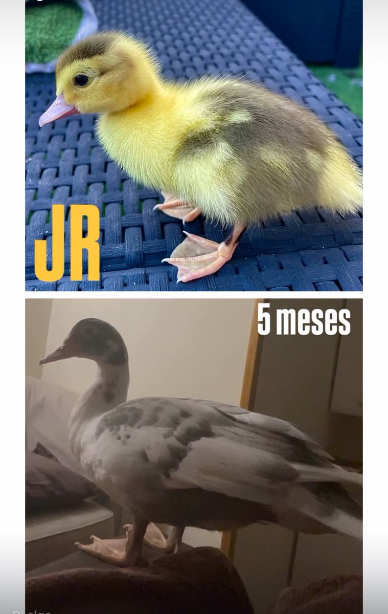 Como crecen los “pathijos”….