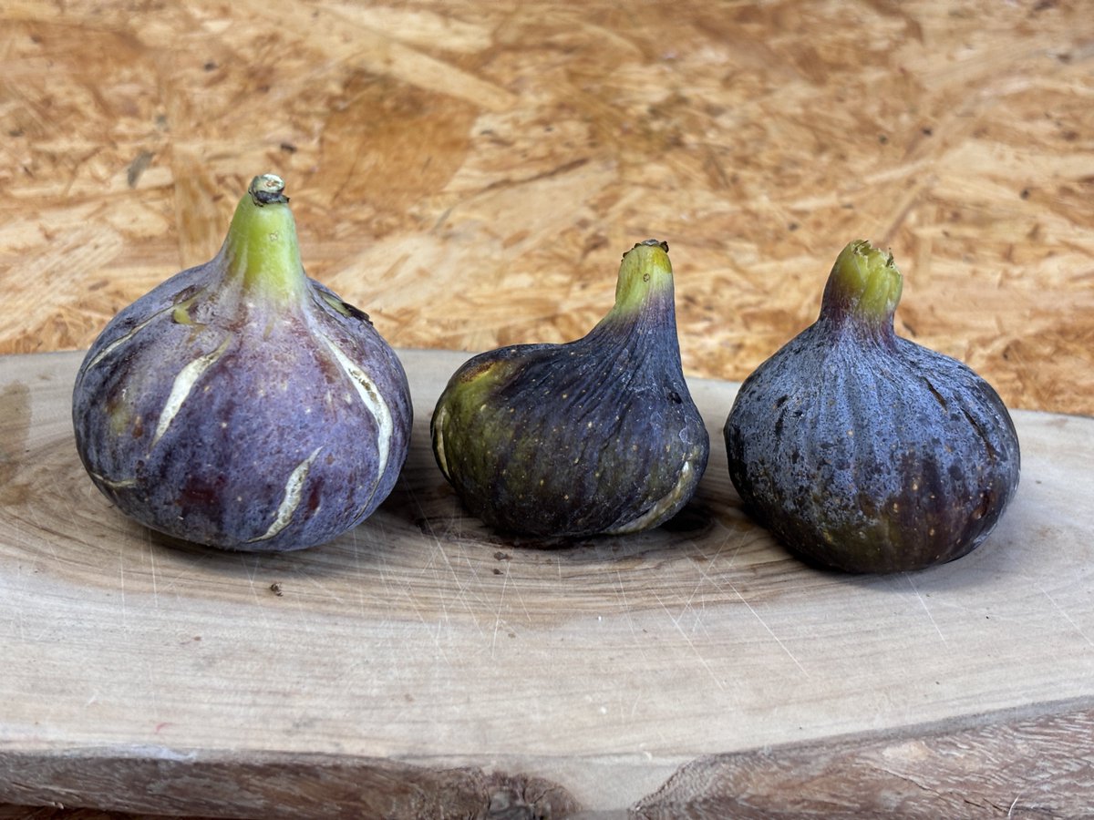 いちじくhanafuku画面 いちじくhanafuku画面 ゆみゆみ on X