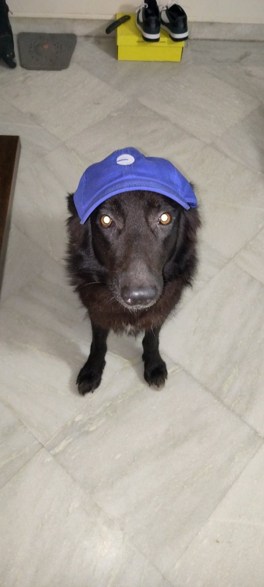 dogs be reincarnated uncles and aunts, i can tell by the eyes.