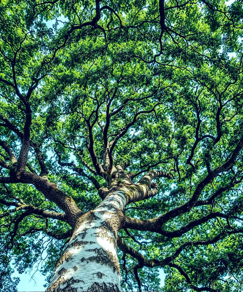 Ne kadar sürer bir saat? Bir ameliyat veya bir ambulans beklerken, bir sınavı beklerken hep aynı ölçüde mi sürer bir saat? Sevdiğimizin gözlerinin içine bakarken aynı mıdır? Bir saat bazen bir dakika bazen bir ay sürer.  Ruhumuzun nabzı içsel zamanımızda atar.