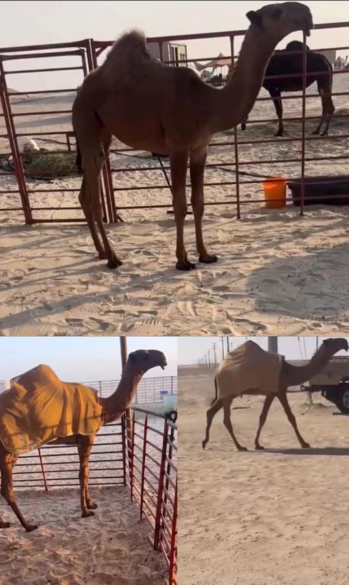 عقايب ل عبدالله الجماح العجمي 
دبيانيه على بعير فراج ابوثنين السبيعي