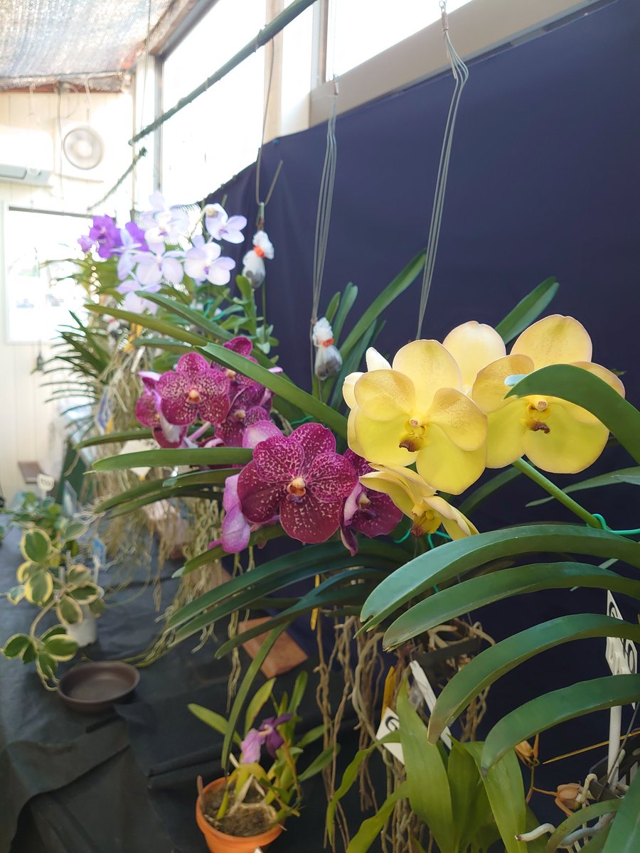 マルバストラム   確認用です（╹◡╹）♡ ふぇむと on X