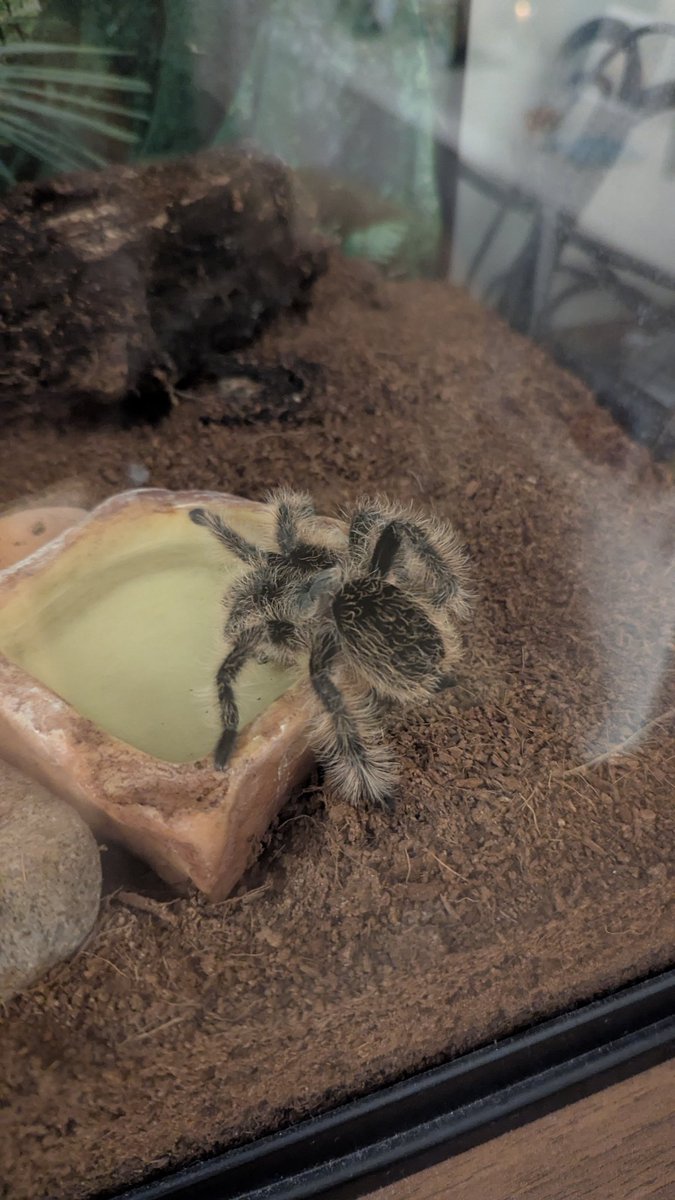 Evidence it is way too warm for November. Livia has left her burrow
Usually this girl isnt seem between September and April