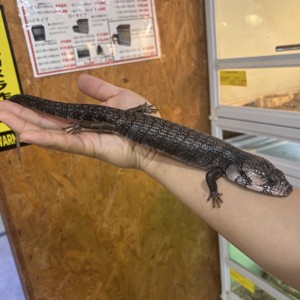 春巻きトカゲページ 春巻き様専用 春巻きトカゲ様専用ページ メニュー