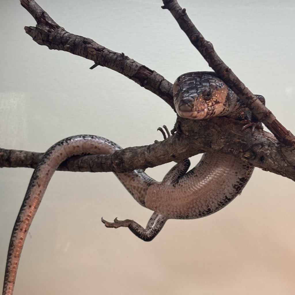 爬虫類倶楽部 大宮店 on X 爬虫類倶楽部 大宮店 on X