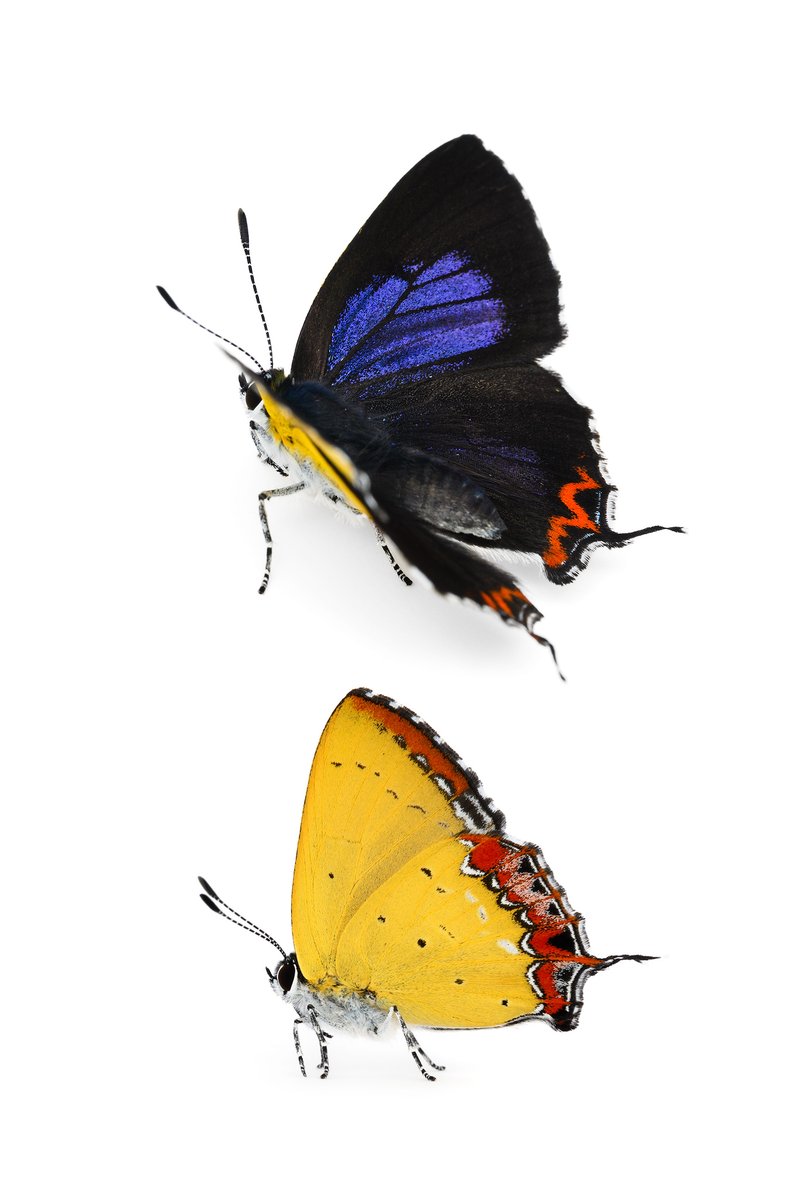 マカロン (@macaron39) / Posts / X