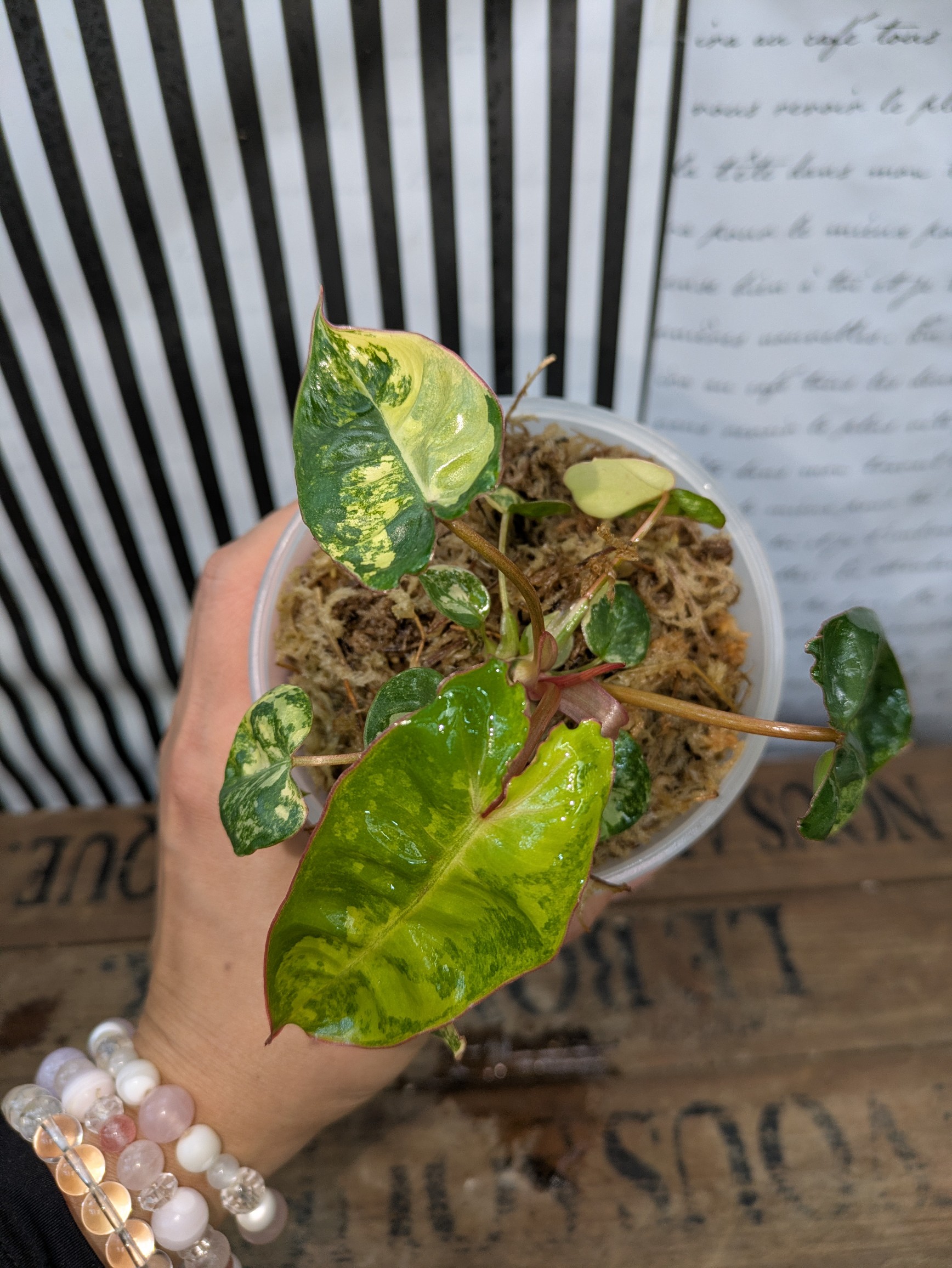 超絶希少❗️美斑❗️サイズ大❗️フィロデンドロン ビレッティア