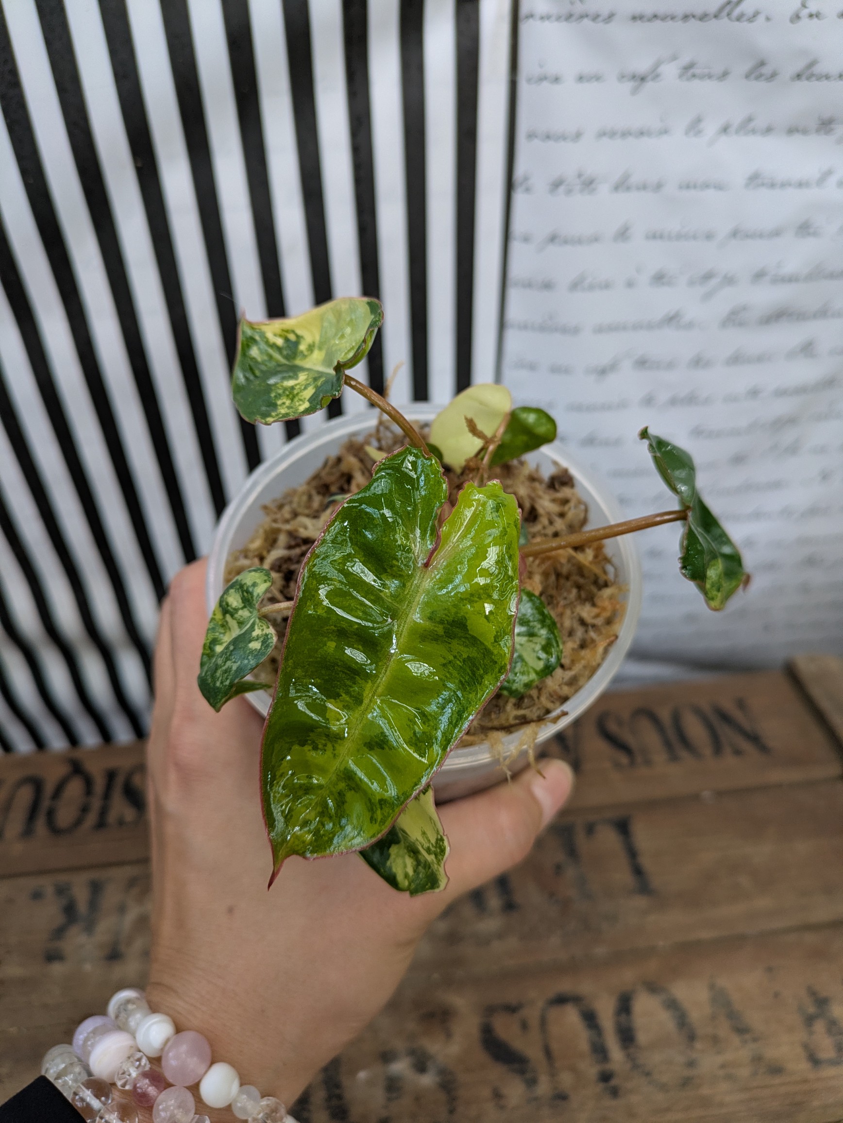 ティファニー 【1217828】ビレッティア斑入り ティファニー 【1217828】ビレッティア斑入り コレクション