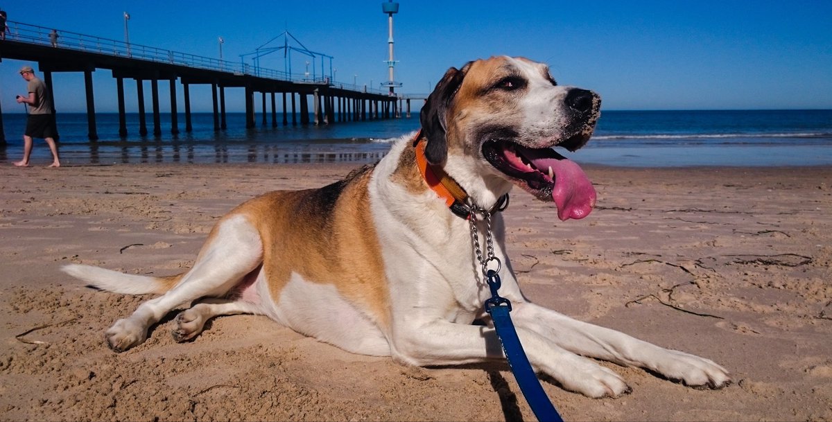 SimmsyDos's tweet image. Nemo ( #Beagle ) who I grew up with
Murphy ( #Foxhound ) who was my girl.